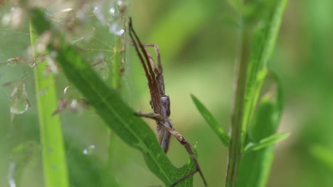 nursery web spider, pisaura mirabilis, guarding its web