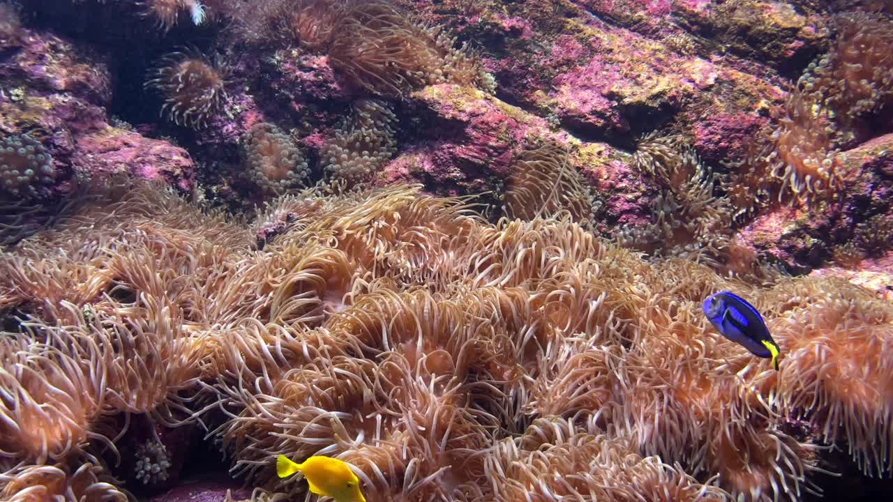underwater anemone and fish in coral reef