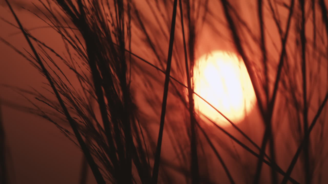 крупный план золотого заката за травяным полем в идиллической сельской местности, замедленная съемка