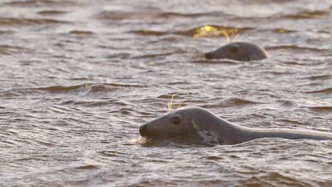 Pair-Of-Seals-Seen-With-Head-Above-In-Choppy-Waters