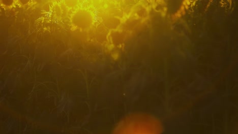 A-dreamy-image-like-a-vision-of-a-sunflower-field