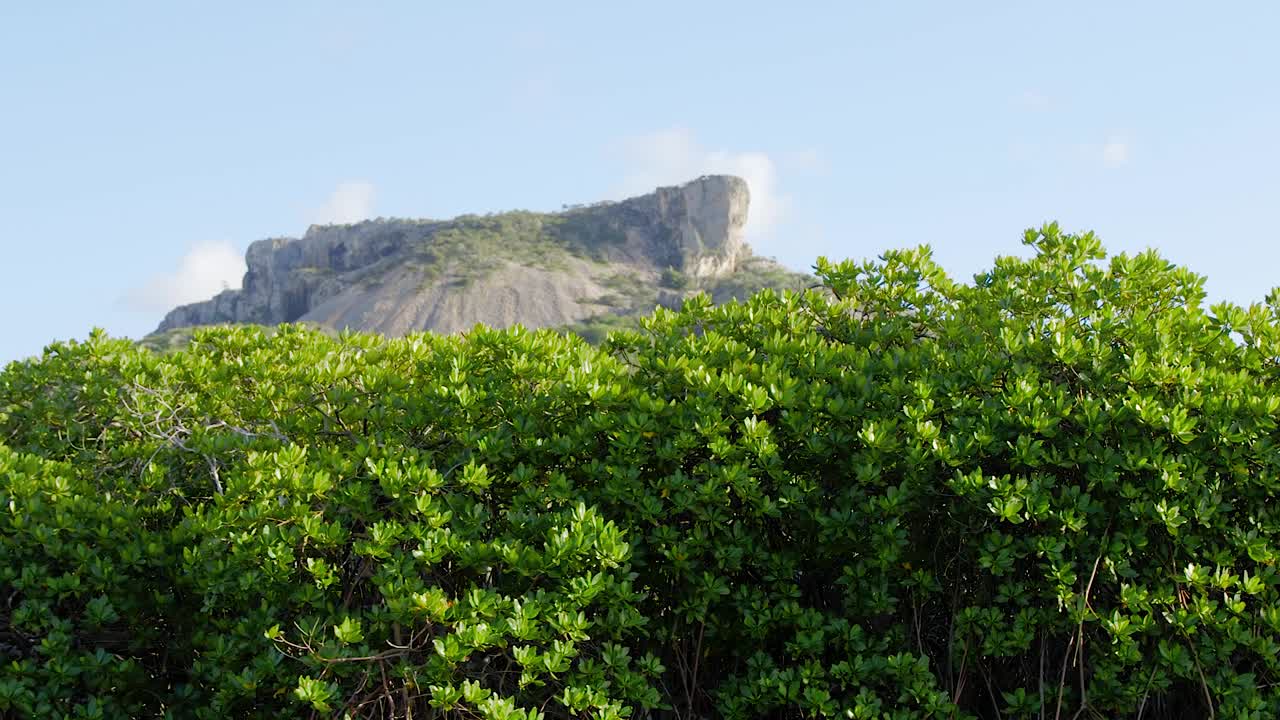캐리비안 큐라소 섬의 맹그로브 숲 꼭대기에 나타나는 타펠베르그 산의 정상