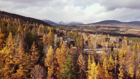 Flying-over-golden-larch-forest-with-snow-covered-mountain-in-the-background