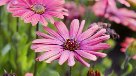 Nahaufnahme-Einer-Bunten-Gänseblümchenblume-Im-Botanischen-Garten,-Pastonfarbenes-Gänseblümchen