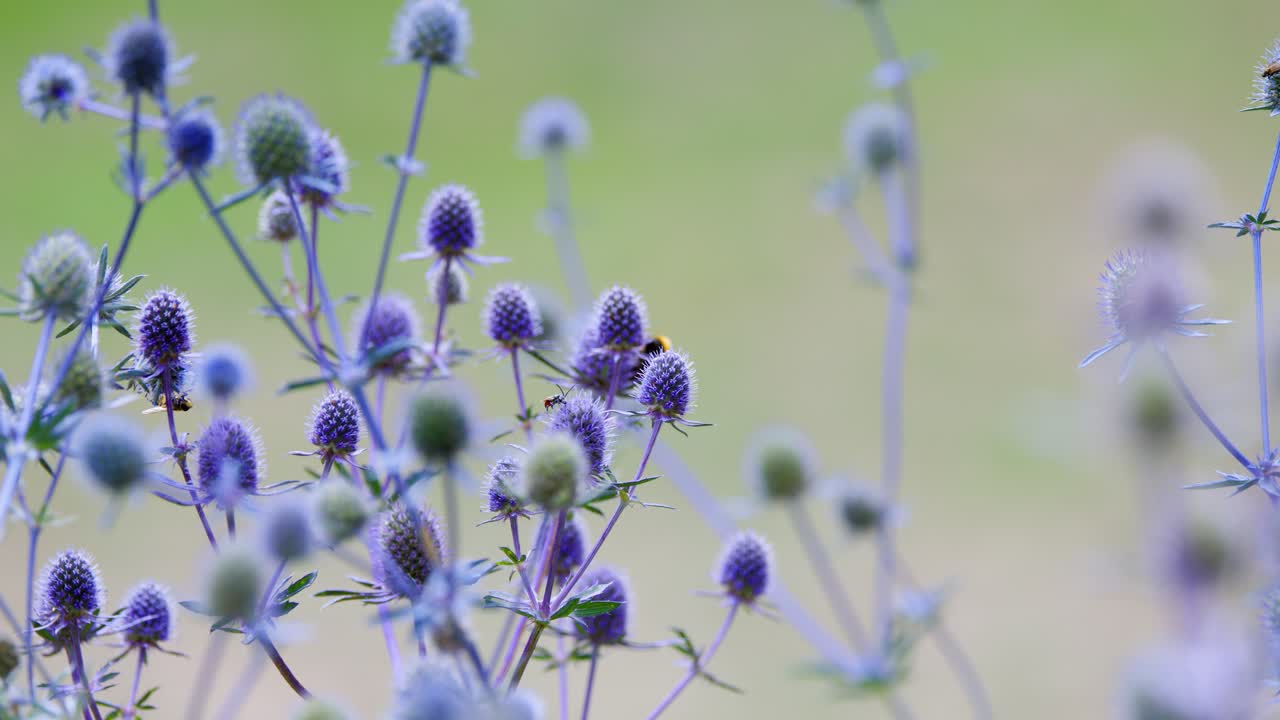 A bumblebee moves among purple lavender flowers in a spring garden, captured with soft natural daylight and shallow depth of field, gentle camera movement