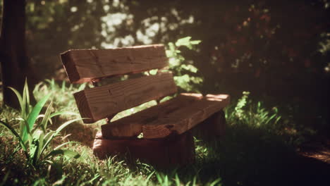 rustic wooden bench in a sun dappled forest