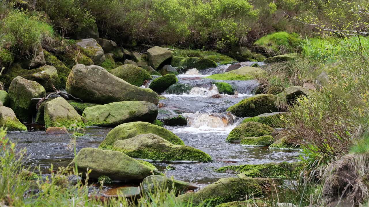 cascada de arroyo de bosque en movimiento lento, escena de serenidad de la naturaleza con piscina tranquila debajo, vegetación exuberante y piedras cubiertas de musgo, sensación de paz y belleza intacta de la naturaleza en el ecosistema forestal