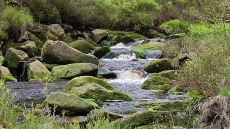 Slow-moving-forest-stream-waterfall,-nature's-serenity-scene-with-tranquil-pool-below,-lush-greenery-and-moss-covered-stones,-sense-of-peacefulness-and-untouched-beauty-of-nature-in-forest-ecosystem