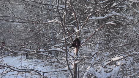 common starling or sturnus vulgaris with a golden beak sitting on a small tree that is covered in thick white fluffy snow during a winter day. the bird is moving its head, looking at winter nature.