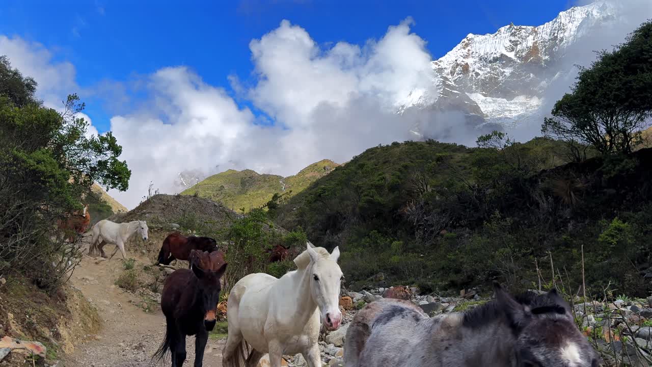 Horses horse pack Mount Humantay Peruvian Andes snow capped glacier mountain Salcantay Inca trail hiker Peru low fog clouds blue sky rainy dry season Laguna Humantay Soray Anta Cusco region