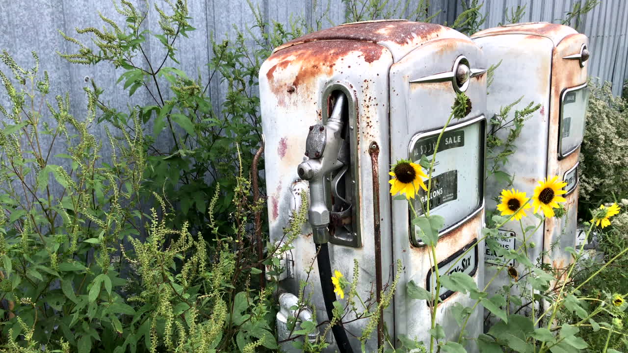 Common sunflowers in front of antique gas pumps near a barn.