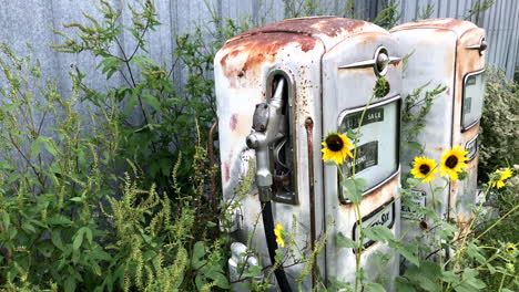 common sunflowers in front of antique gas pumps near a barn.