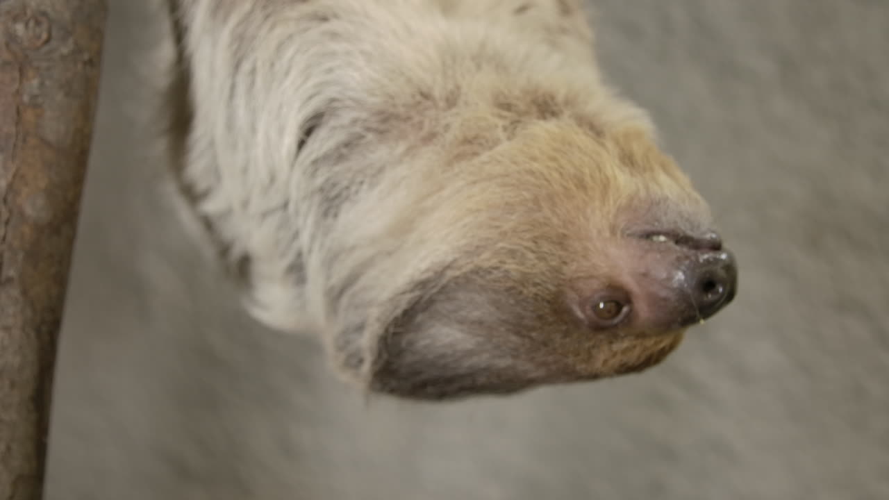 카메라 슬로우 모션 시네마틱에 가까운 나무에 매달려 있는 두 발가락 나무늘보