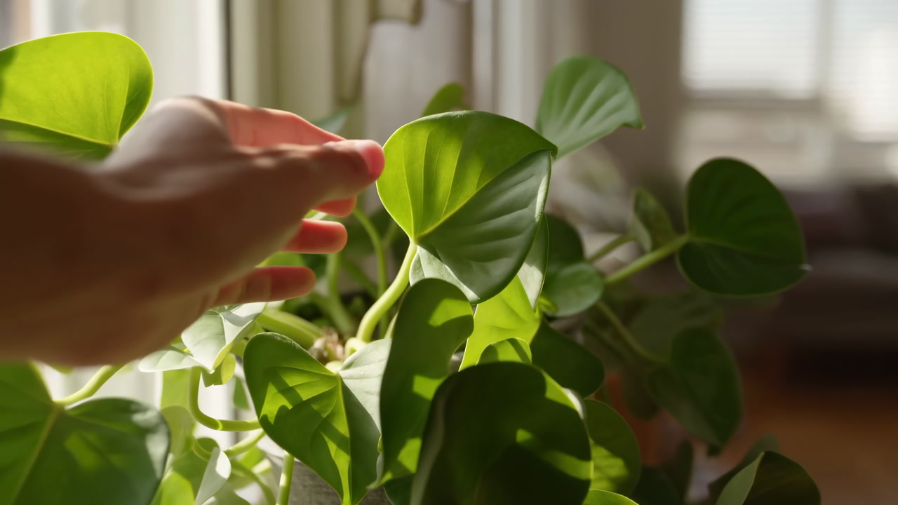 Sunlit Houseplant Leaves With Hand Touching, Soft Green Foliage Near Window, Warm Morning Light, Potted Plant
