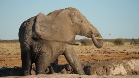 slow motion: single bull elephant standing in mud pool, sprays mud all over close side of his body using his trunk - nxai pan national park, botswana