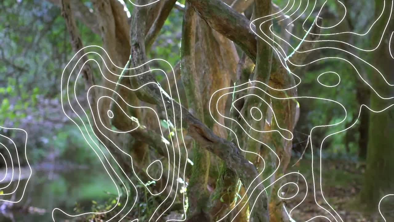 animación de múltiples líneas blancas sobre árboles de otoño