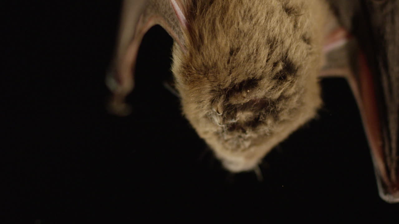 un murciélago marrón aislado sobre fondo negro