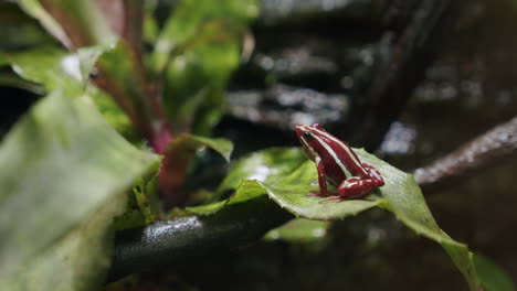 anthony poison arrow frog in the forest