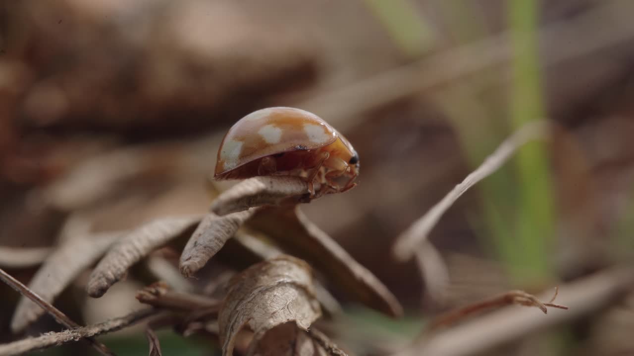 Detailed view of small red ladybird beetle moving across twigs and forest floor debris