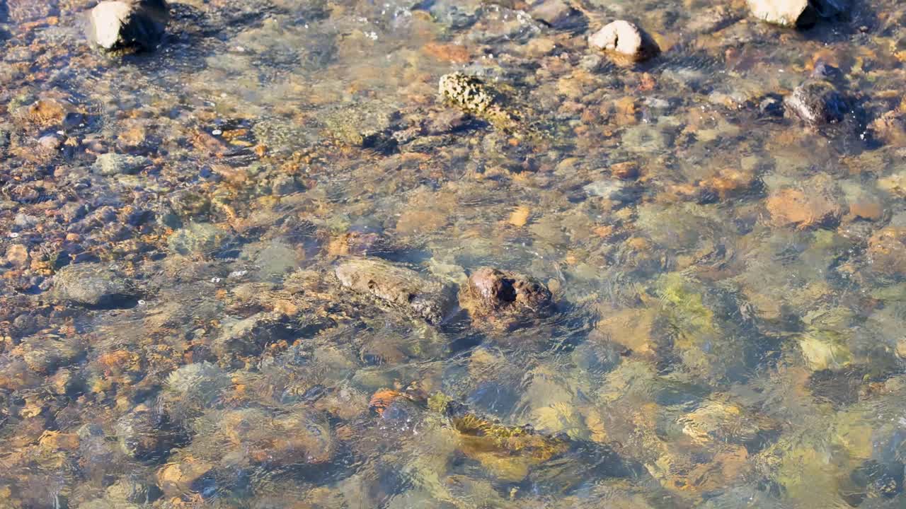 Acqua limpida scorre dolcemente su una costa rocciosa ad Akaroa, Nuova Zelanda, sotto la luce naturale del giorno, catturando la serena bellezza costiera.