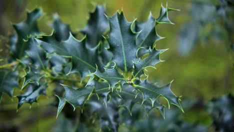 las hojas de navidad son hojas de acebo verdes puntiagudas.