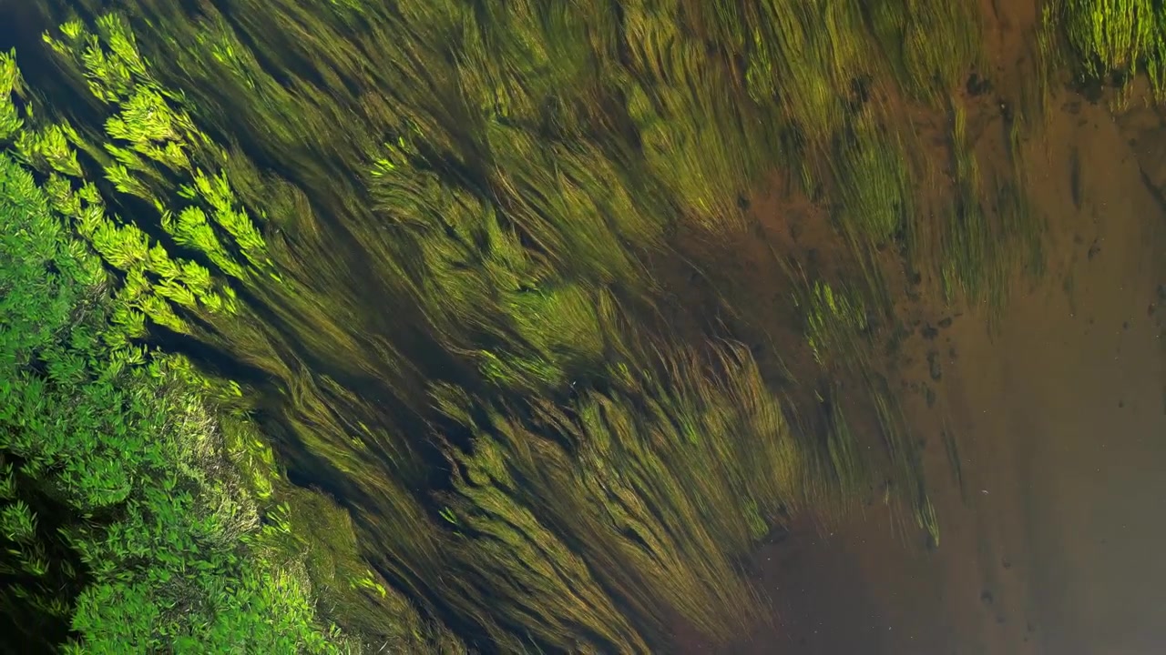 Top down drone view of dense green aquatic plants and water weeds swaying diagonally in strong river current over sandy brown riverbed, Wkra river, Mazovia, Poland, sunny daytime