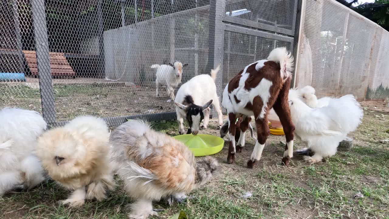 염소와 이 농장 환경에서 상호 작용합니다.