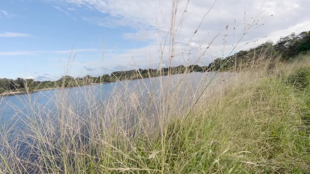 흐린 푸른 날 바다에 흔들리는 갈대