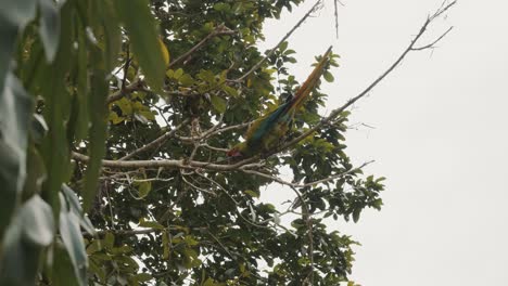 gran guacamayo verde en la copa de un árbol en la naturaleza de la selva tropical de colombia, américa del sur