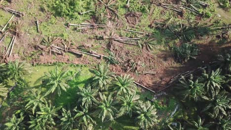 Land-clearing-of-oil-palm-plantation-without-burning-at-Malaysia.