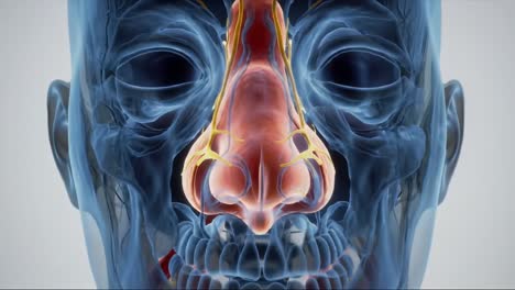 detailed anatomical visualization of the human nose and associated vascular structures showing blood flow and nerve connections