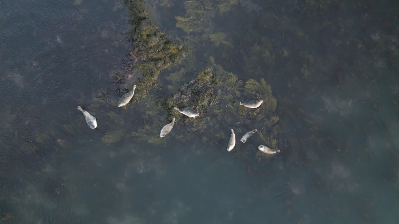vista aérea de una linda y pequeña colonia de focas, plantas marinas flotando por ahí, islandia