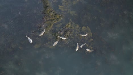 Vista-Aérea-De-Una-Linda-Y-Pequeña-Colonia-De-Focas,-Plantas-Marinas-Flotando-Alrededor,-Islandia