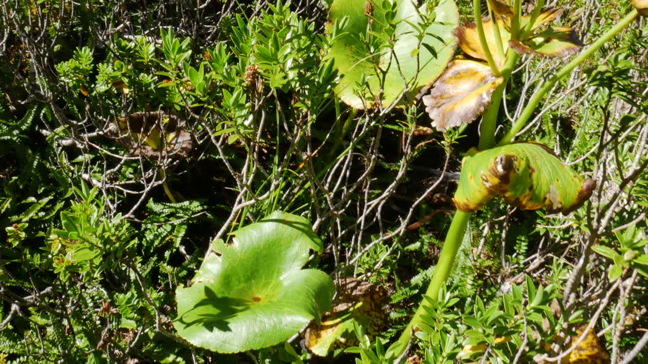 unique plant with teacup like structure