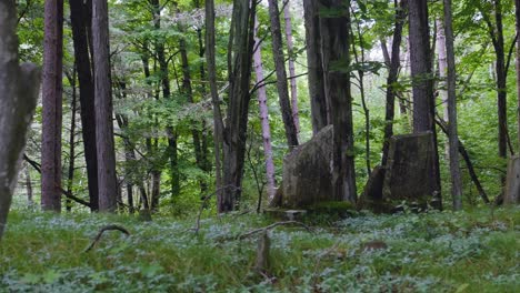 Alter-Verlassener-Friedhof-Im-Wald