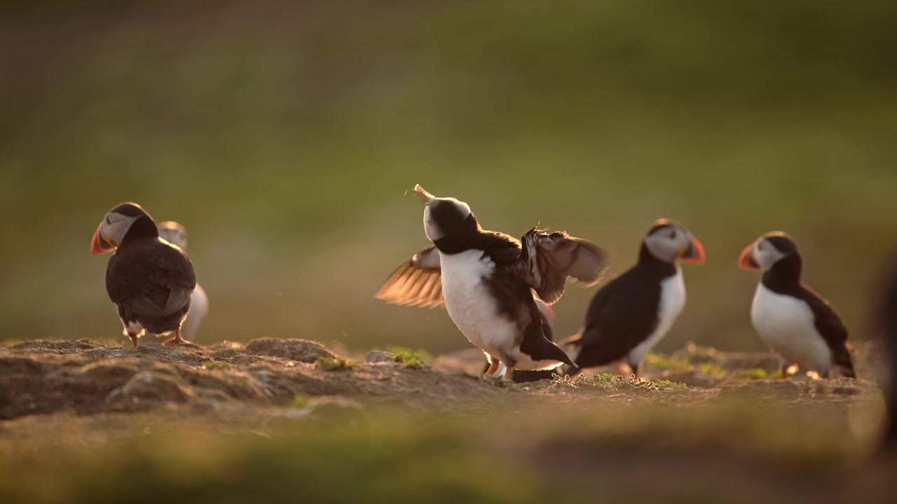 Slowmotion af en lunde, der basker med vingerne med spredte vinger i en atlantisk lundekoloni i gyldent lys, stor gruppe af mange atlantiske lunder, der viser dyreadfærd med at tørre vinger