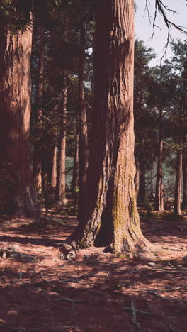 tall pine trees in a forest