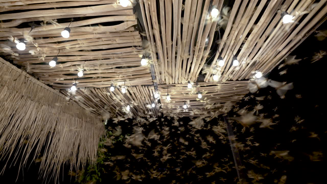 primer plano: grupo de especies de insectos con alas blancas iluminadas por bombillas por la noche, asia