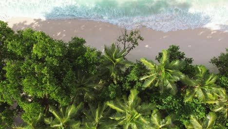 Side-way-drone-shot-over-coconut-palm-trees,-of-crashing-waves-on-white-sandy-shoreline-at-baie-lazare,-Mahe-Seychelles-60-fps