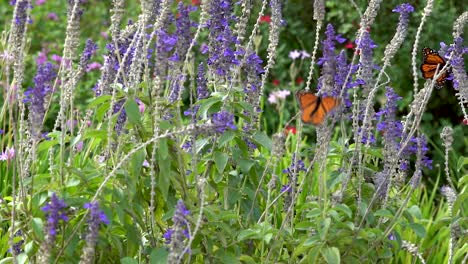 a monarch butterfly flies to a new flower as another monarch butterfly flaps nearby