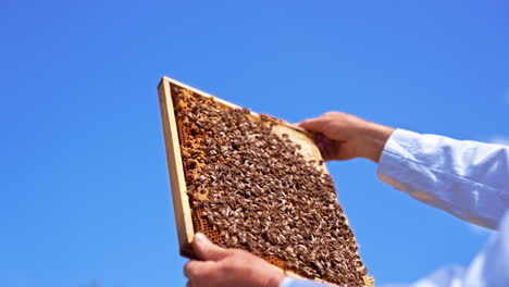 honey frame at the backdrop of contrasting blue skies. beekeeper's hand hold a frame coated with bee brood. low angle view.