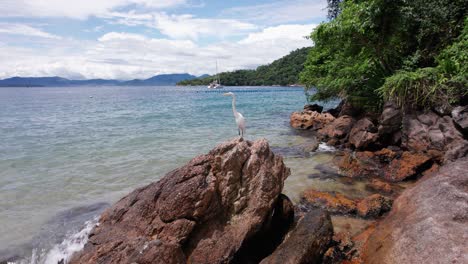 parallax shot van een witte kraan die bovenop een rots staat op een strand in ilha grande, rio de janeiro, brazilië