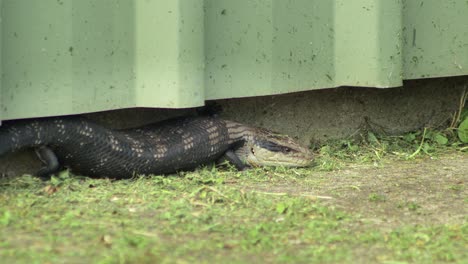 el lagarto de lengua azul saca la lengua.