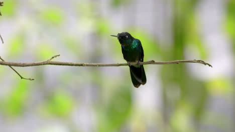 a beautiful iridescent hummingbird sits on a branch looking for danger in a forest in ecuador, south america