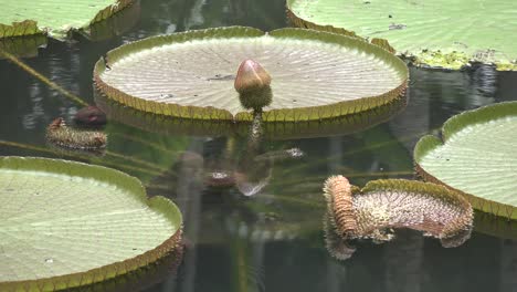 giant lotus leaves on the surface of the pond.