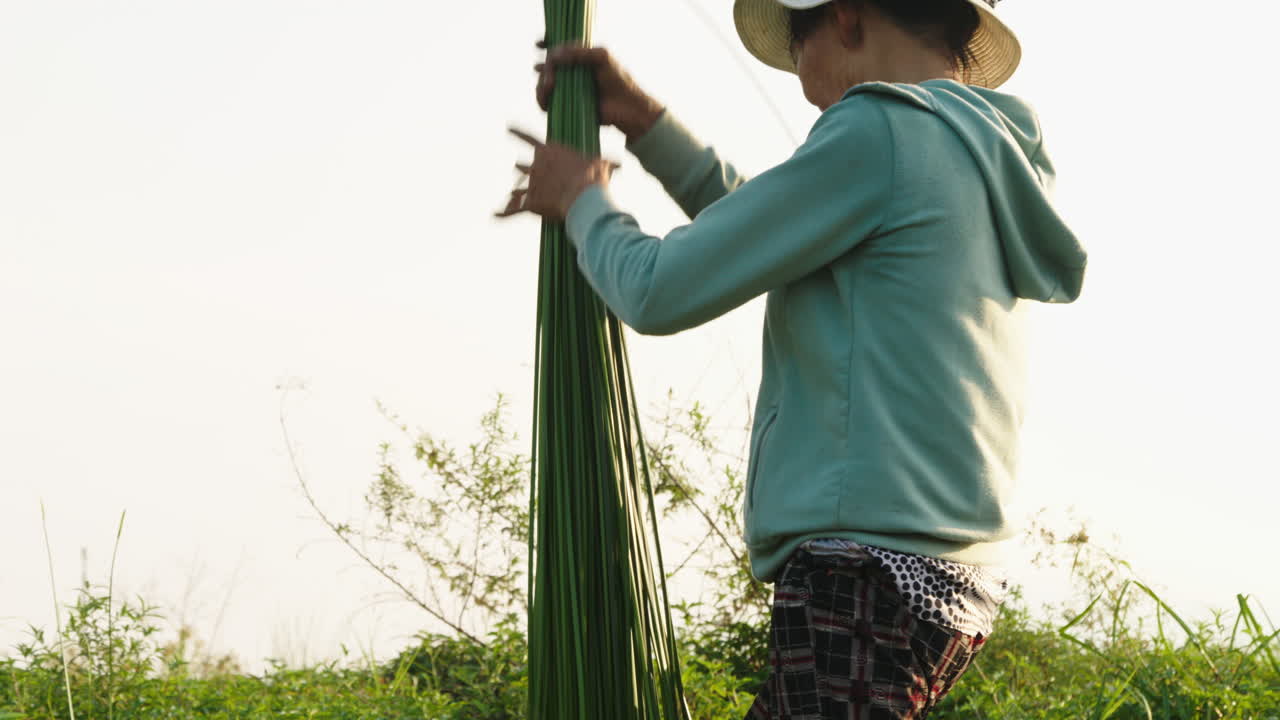 Low angle shot of a female farmer collecting of green straws before drying for making traditional mattress in Quang Nam province, Vietnam.
