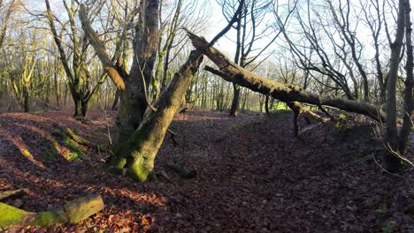 fpv drone volando a través del tronco de un árbol caído en el brillante terreno de otoño del bosque del amanecer