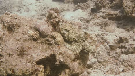 Stonefish-laying-on-a-rock-making-a-turn-showing-the-red-inside-of-its-fins-in-4k