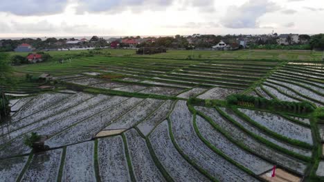 Slow-Moving-Aerial-Establishing-Shot-of-Indonesia-Rice-Paddies-in-Bali