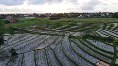slow moving aerial establishing shot of indonesia rice paddies in bali